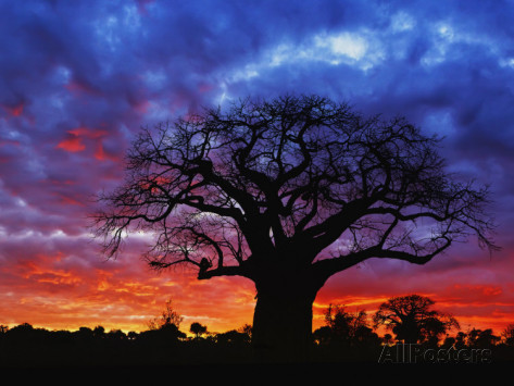 Welcome to Baobab Hypnotherapy and Counselling